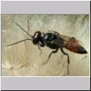 Astata boops - Wanzengrabwespe m01 10mm.jpg